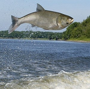 asiancarp