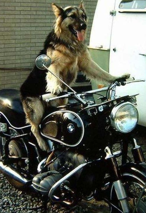 Motorcycle_Dog