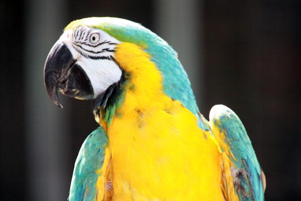 macaw